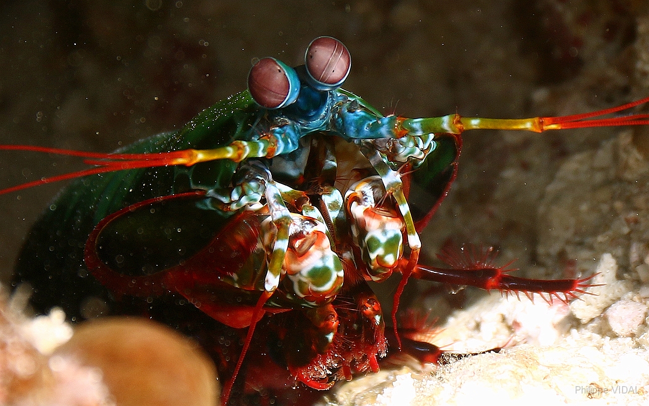 Raja Ampat 2016 - Odontodactylus scyllarus - Peacock Mantis - Squille multicolore - IMG_4825_rc.jpg